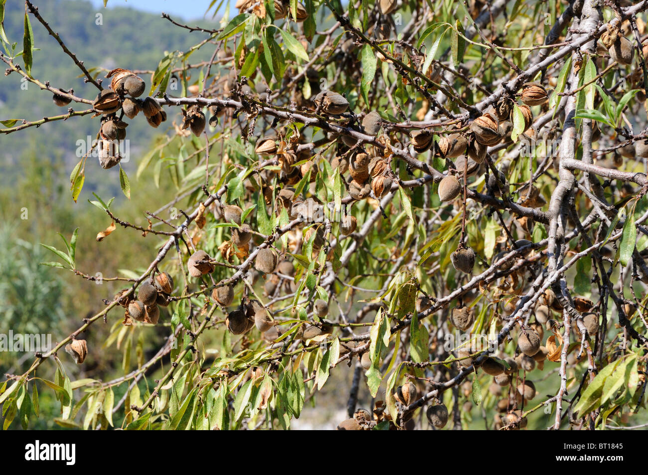 Almonds growing in Majorca Stock Photo Alamy