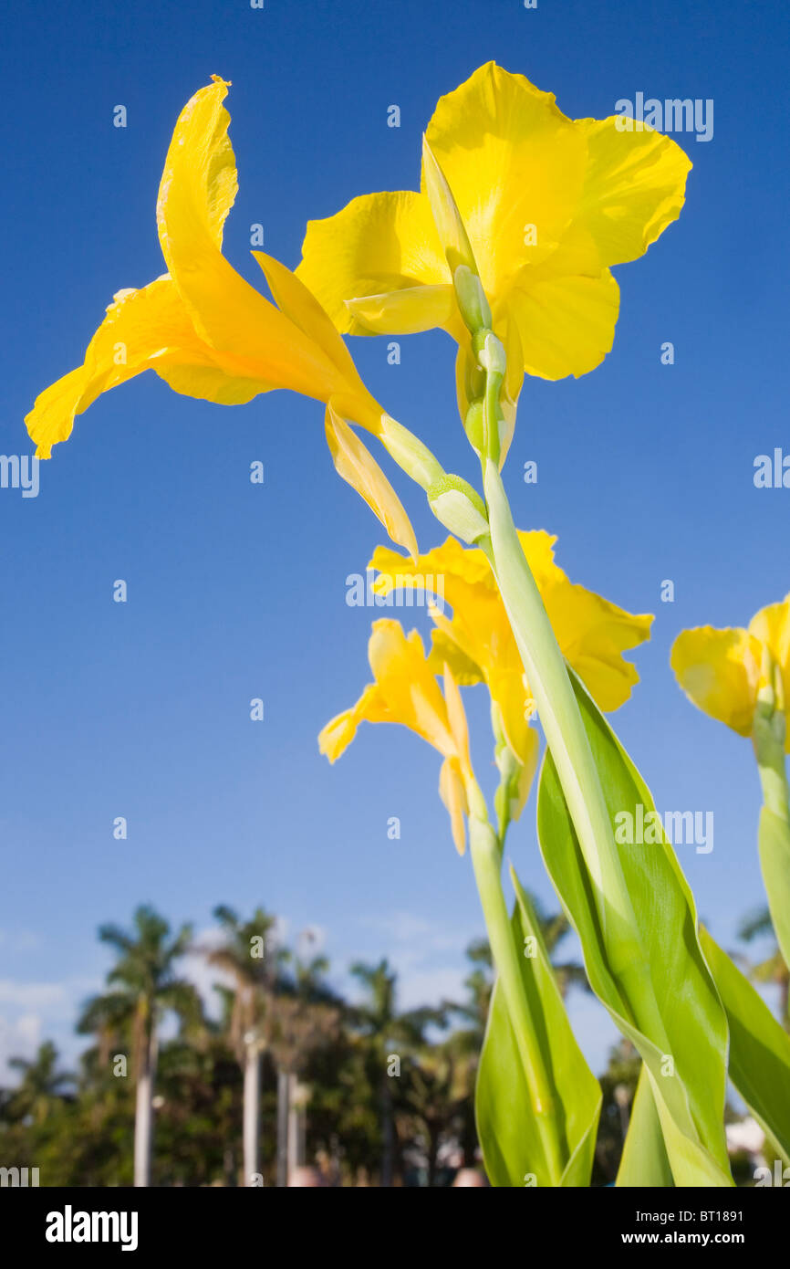 canna lily with a blue sky Stock Photo