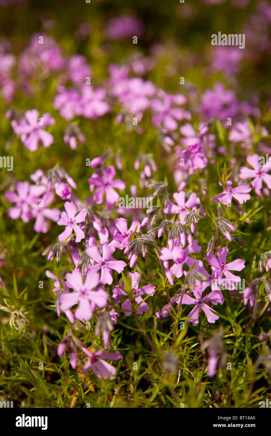 Moss Phlox ( Phlox Subulata polemoniaceae ) blooming Stock Photo
