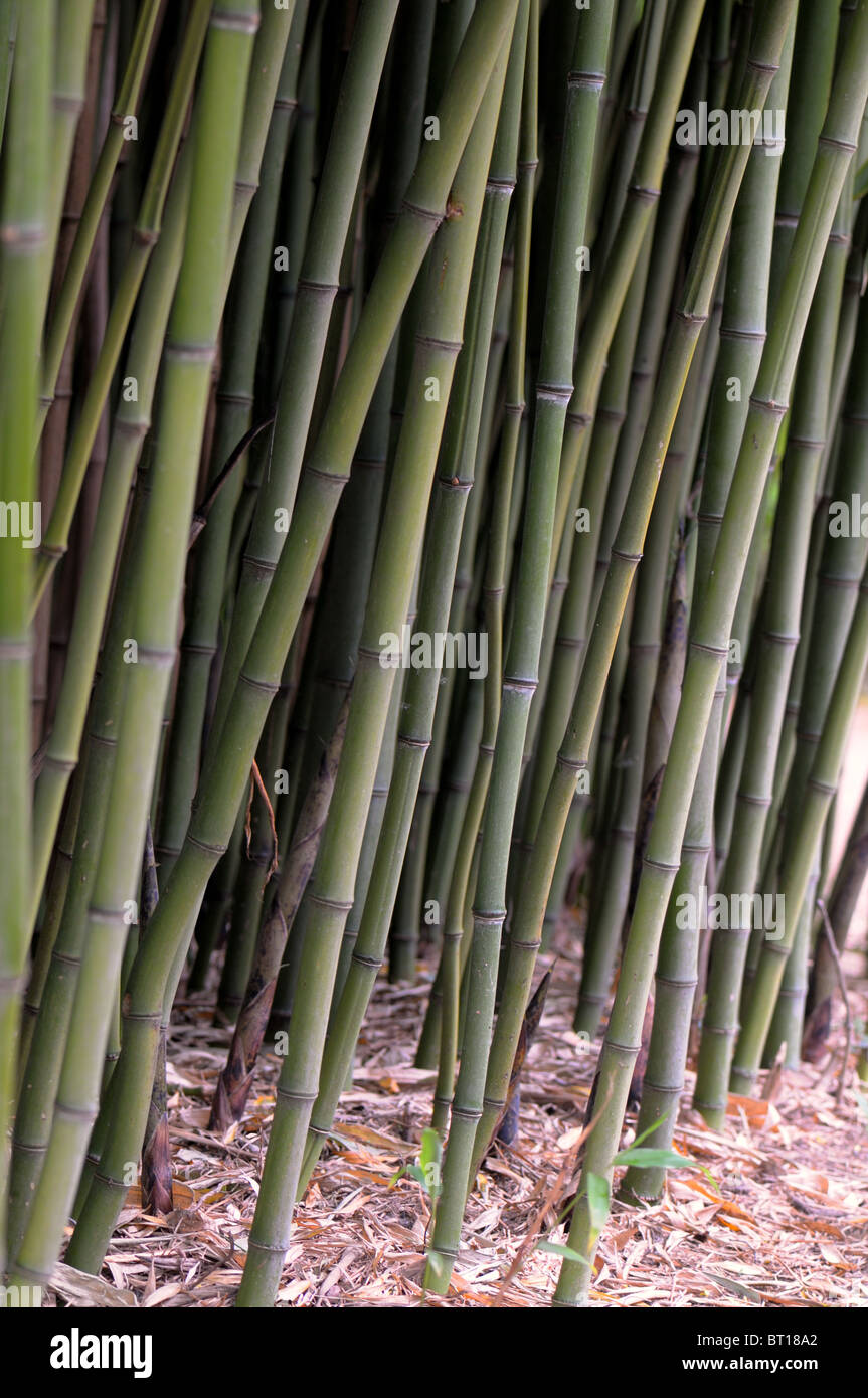 Bamboo thicket hires stock photography and images Alamy