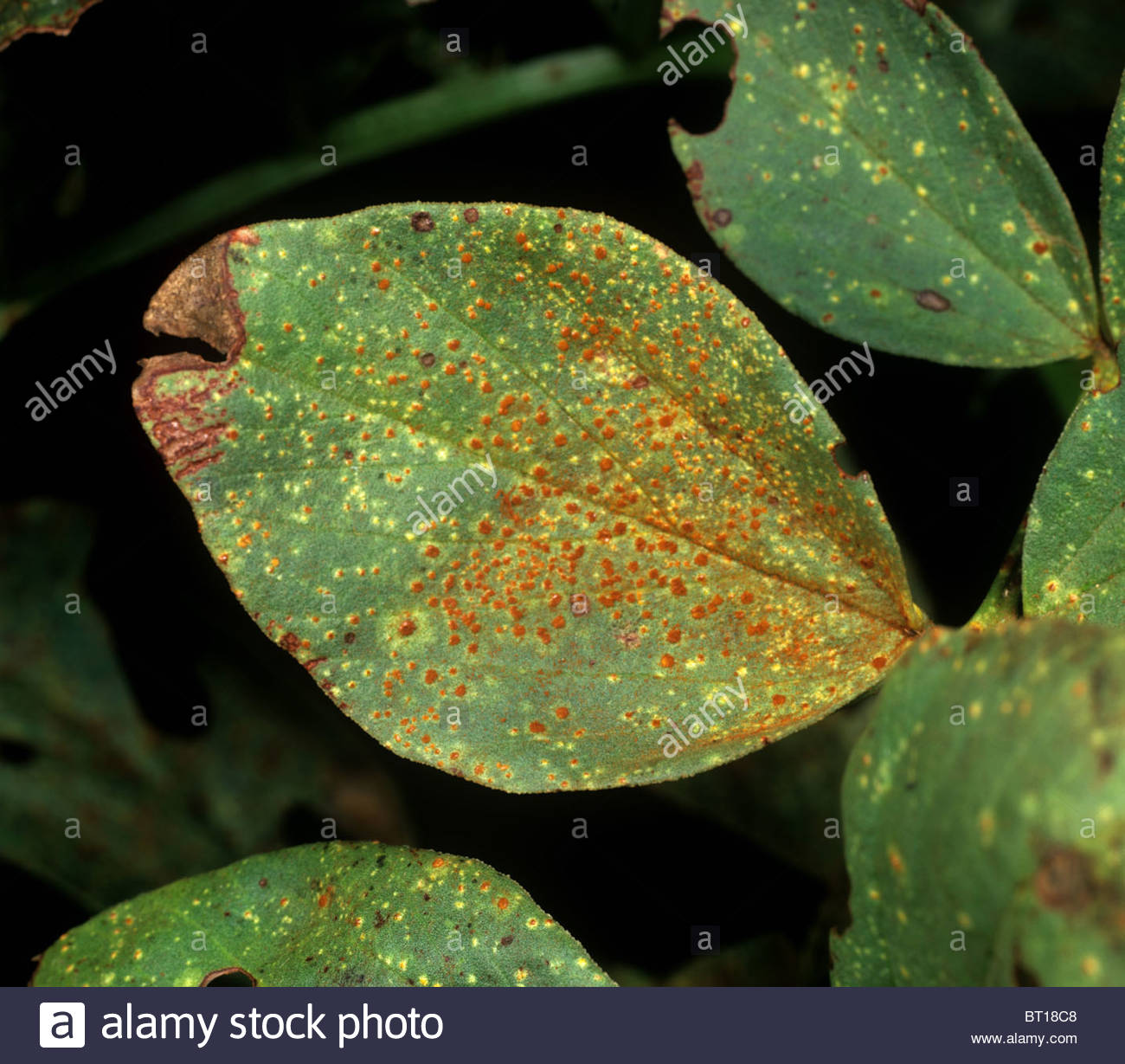 Uromyces Stock Photos & Uromyces Stock Images Alamy