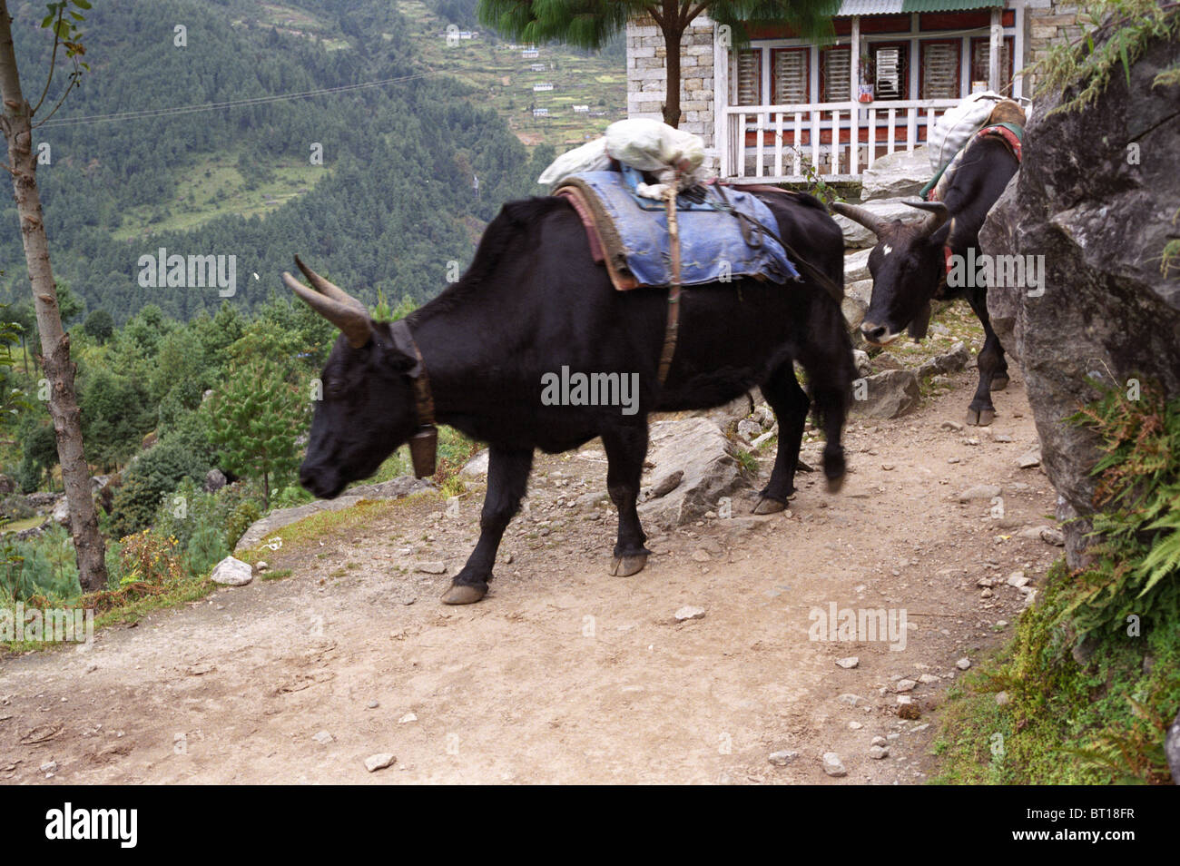 Yak, Nepal Stock Photo