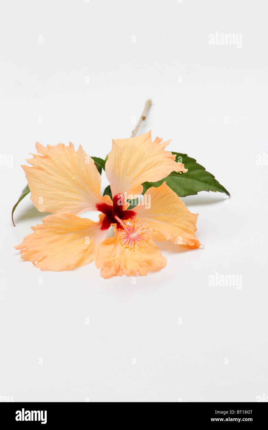 Jaba flower online