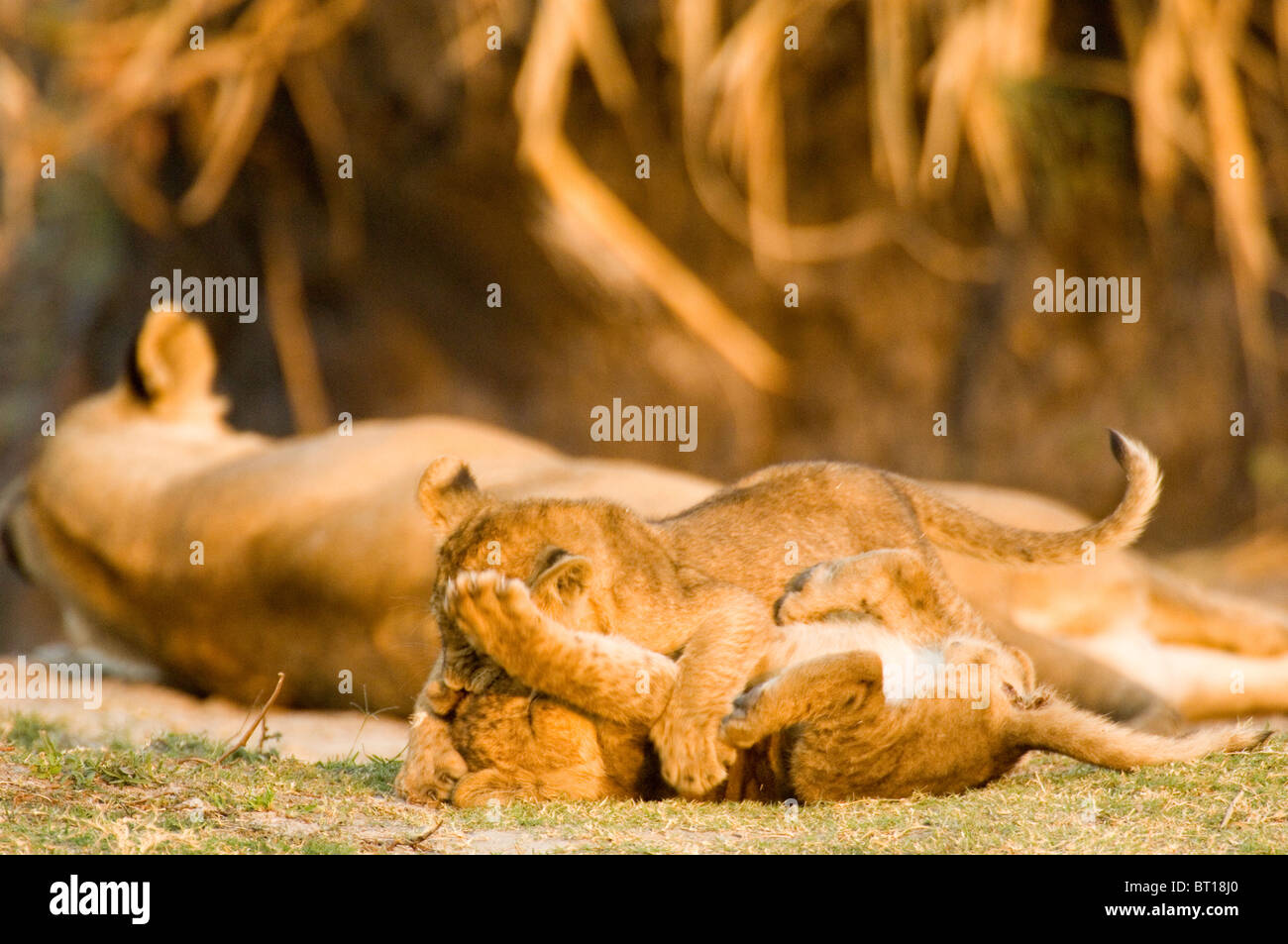 Lion cubs playing with mother in Katavi, Tanzania, Africa Stock Photo