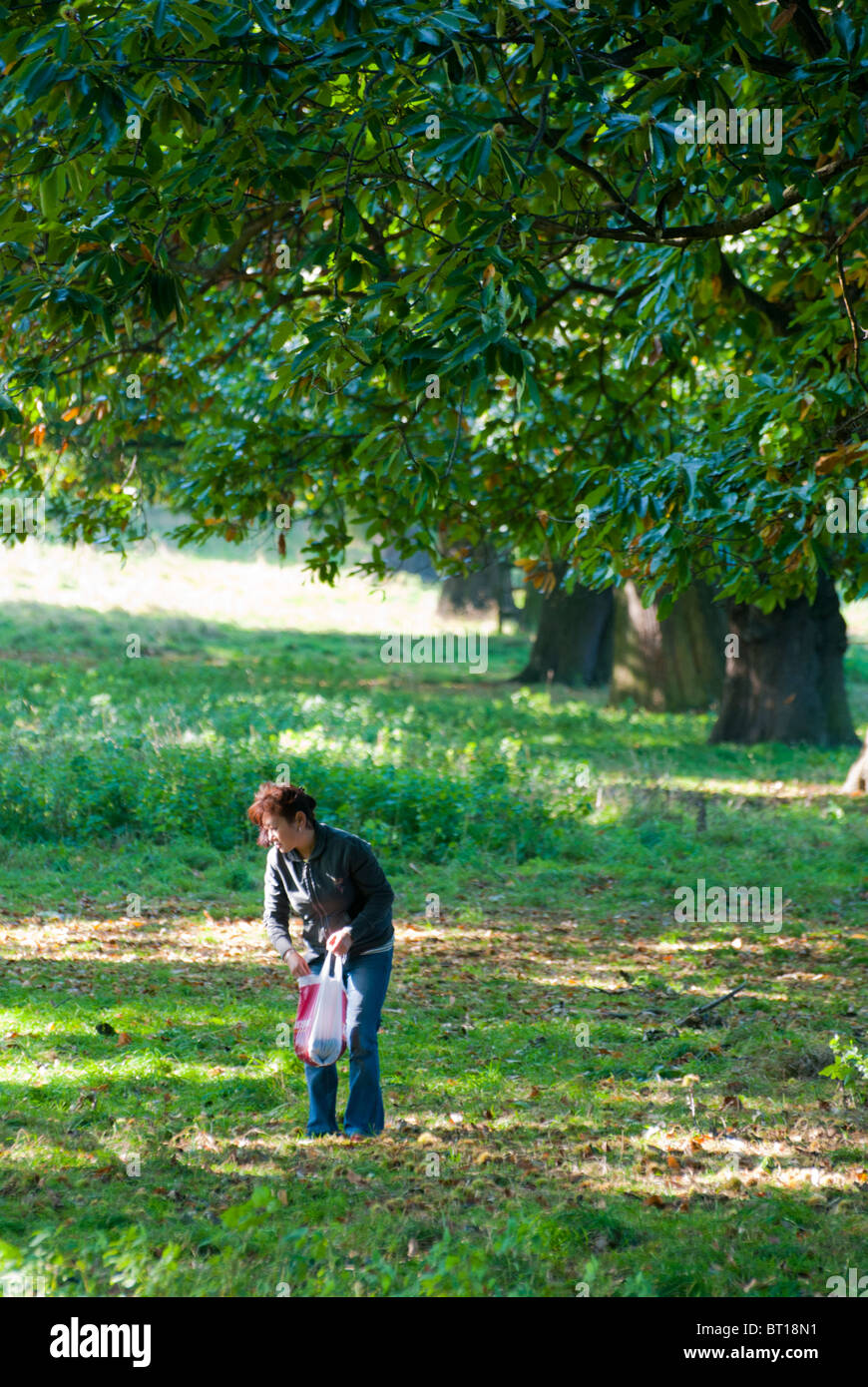 People foraging for fallen chestnuts, Wollaton Park, Nottingham ...