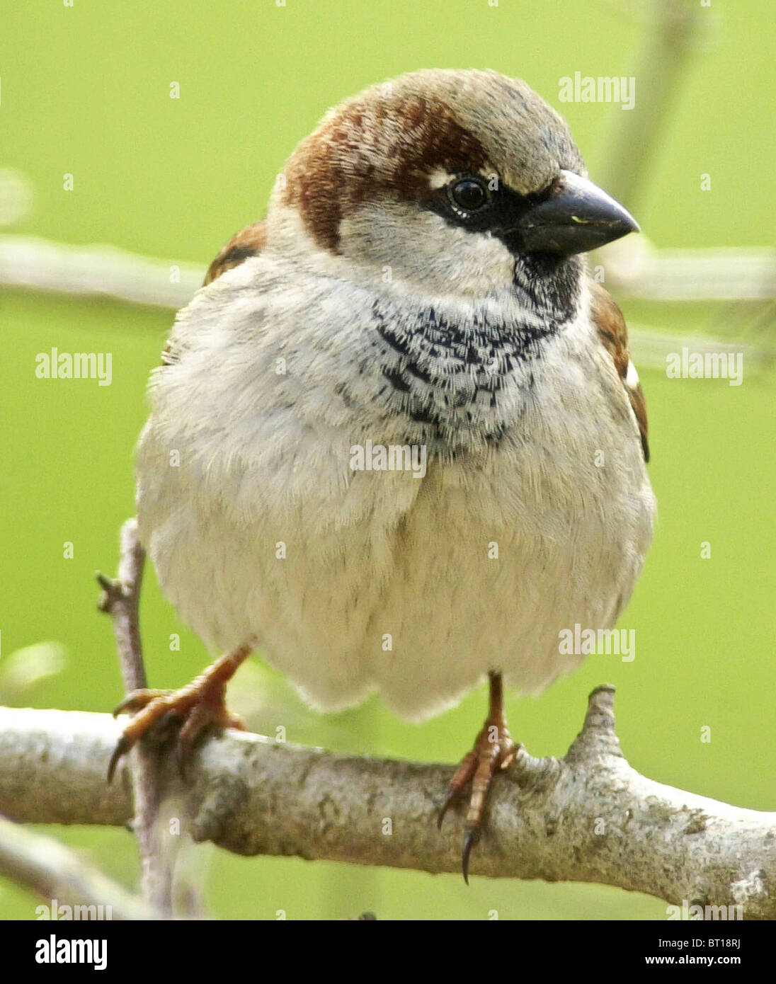 House sparrows are noisy and gregarious birds common throughout the UK Stock Photo