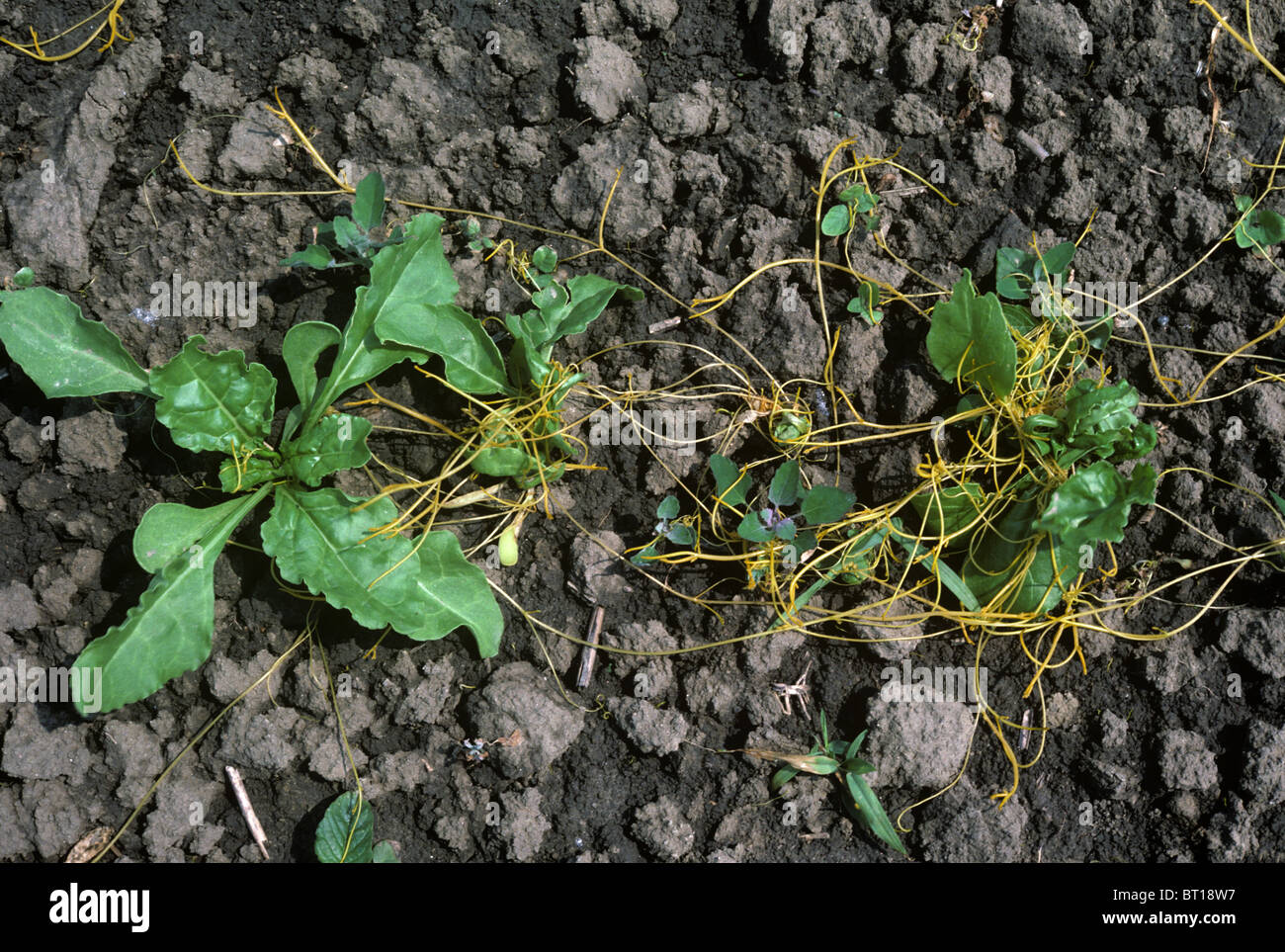 Dodder or strangleweed (Cuscuta epithymum) parasitic weed on seedling sugar beet, Greece Stock Photo
