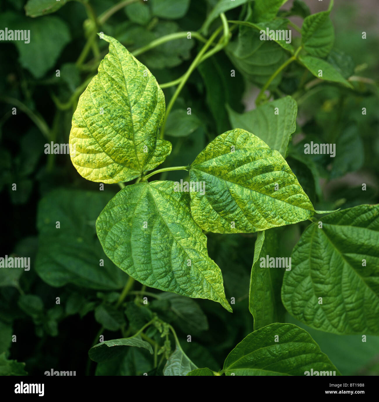Bean yellow mosaic virus on hi-res stock photography and images - Alamy
