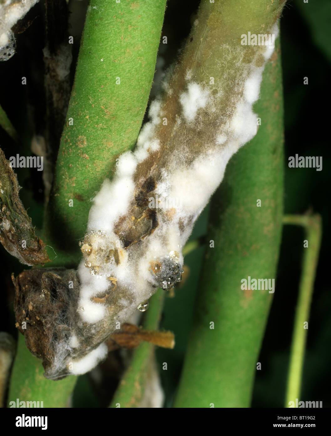 Stem & pod rot (Sclerotinia sclerotiorum) sclerotia on green Phaseolus bean pods and stem Stock Photo