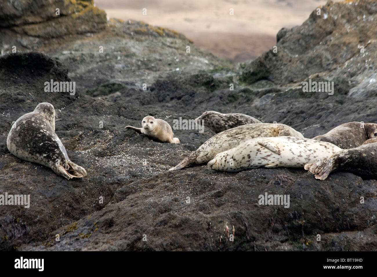 Seals basking on rocks in the San Juan Islands Washington State WA USA Stock Photo