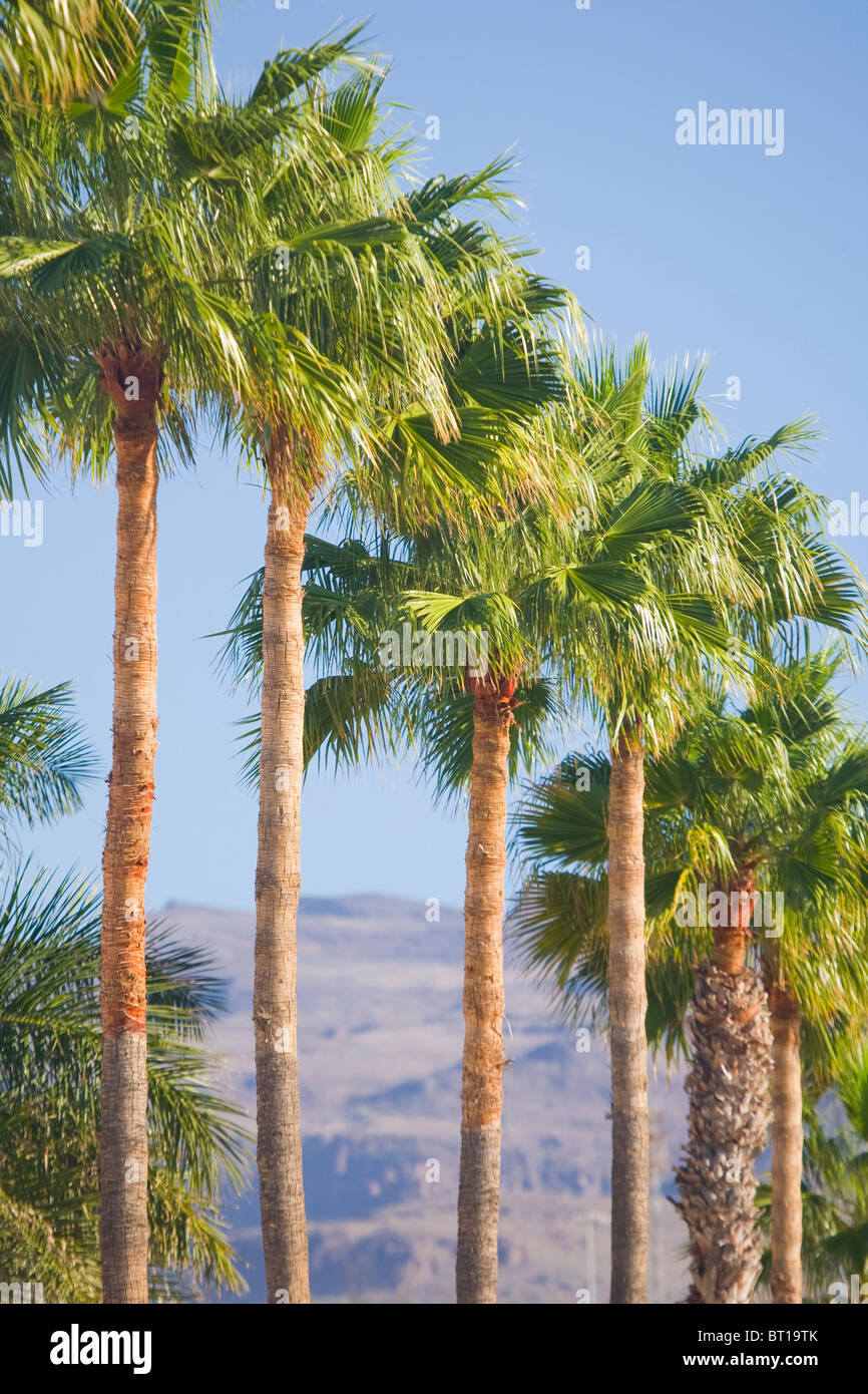 Row of Washingtonia filifera palm trees in Gran Canaria Stock Photo