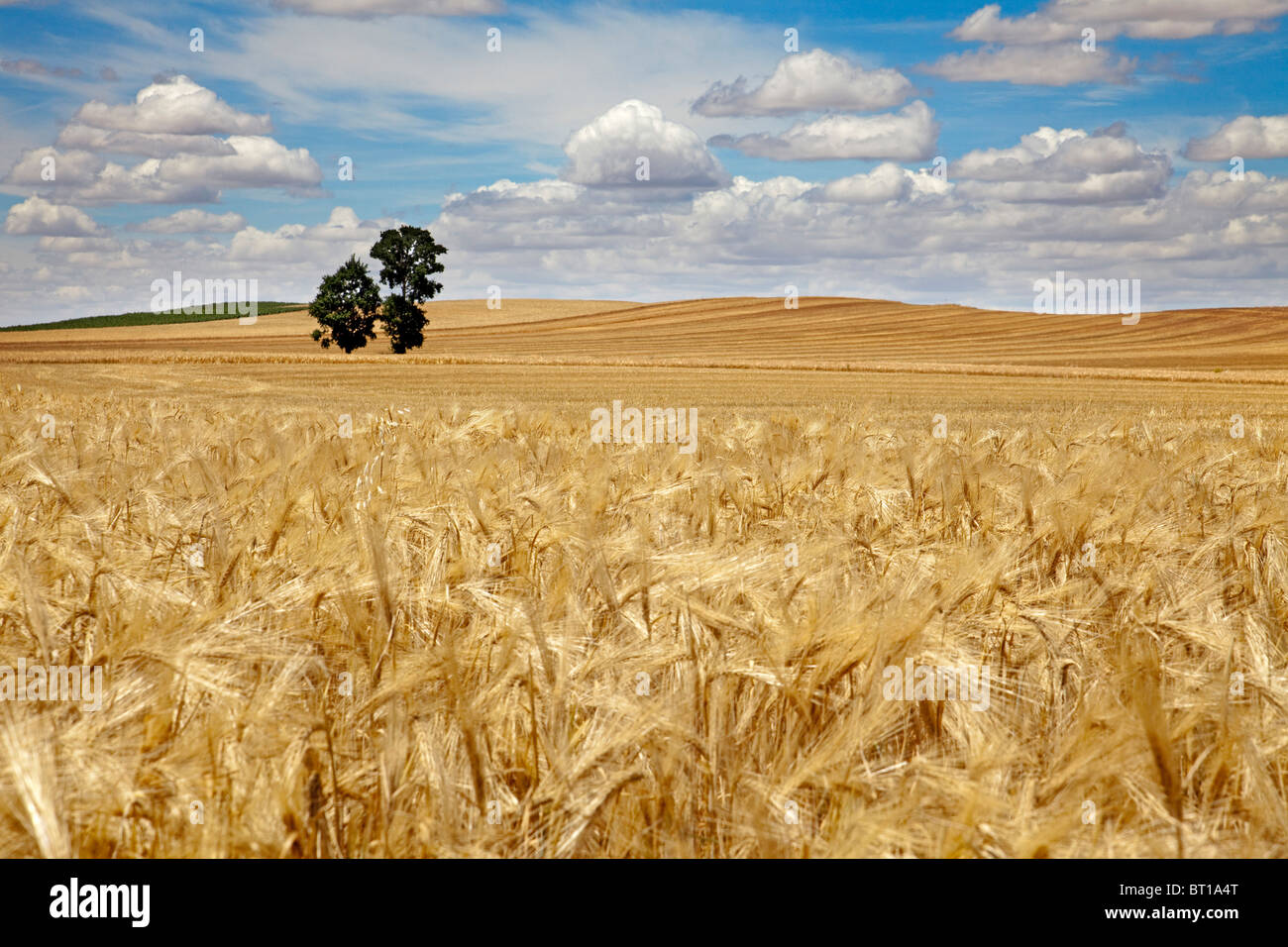 Campos de trigo en Palencia Castilla Leon España Wheat fields in