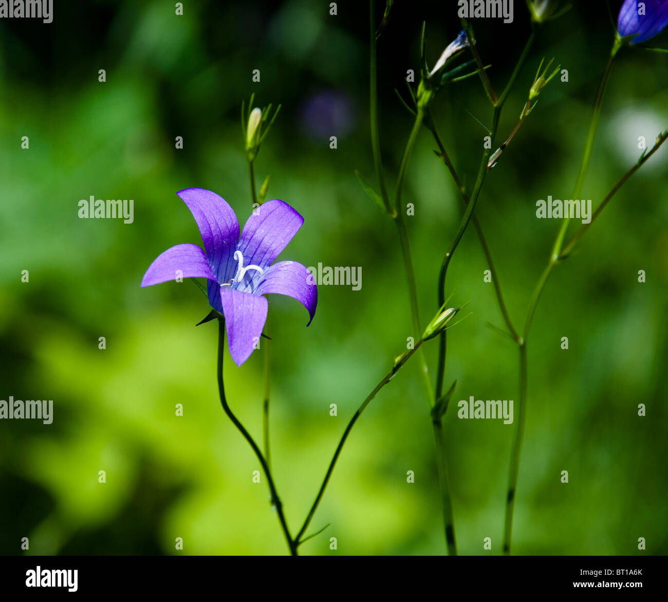 Dark blue flower on a green background Stock Photo