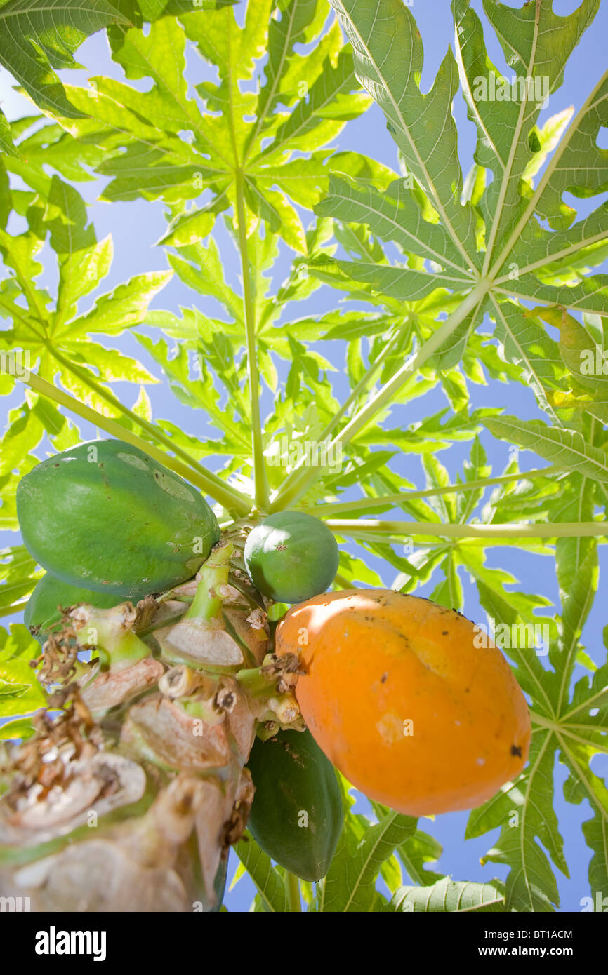 Carica papaya or the pawpaw tree Stock Photo