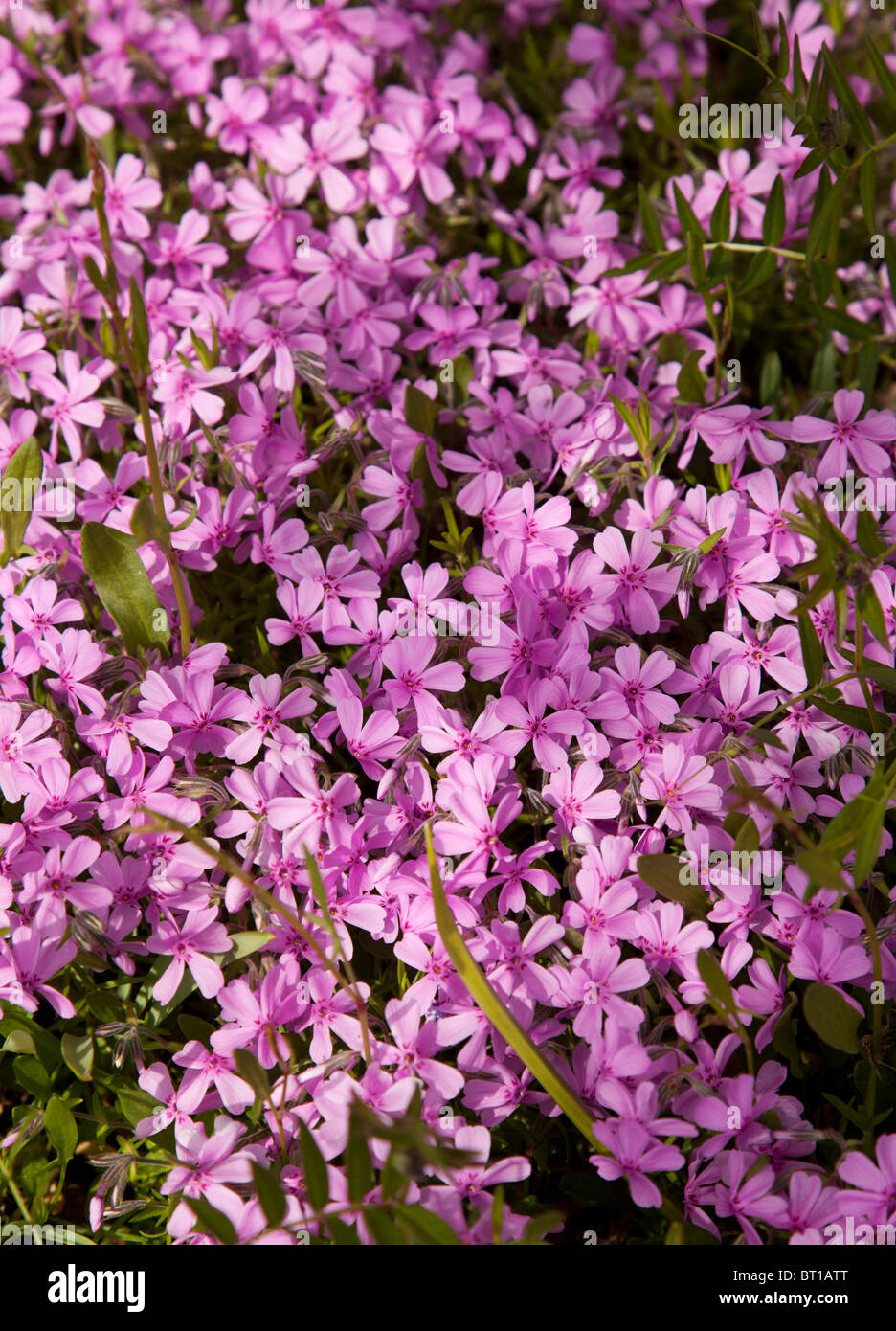 Moss Phlox ( Phlox Subulata polemoniaceae ) blooming Stock Photo
