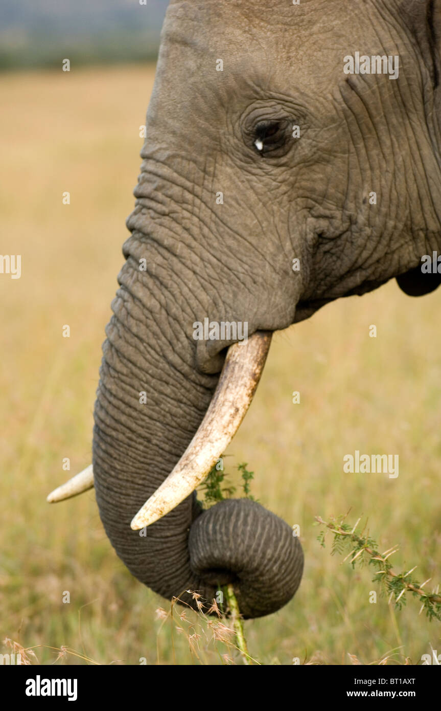 The hoe tusker, or Deinotherium (terrible beast),was a prehistoric  relative of Elephants with strange downward-curving tusks from its lower  jaws Stock Photo - Alamy