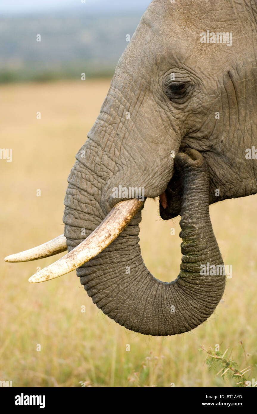 The hoe tusker, or Deinotherium (terrible beast),was a prehistoric  relative of Elephants with strange downward-curving tusks from its lower  jaws Stock Photo - Alamy