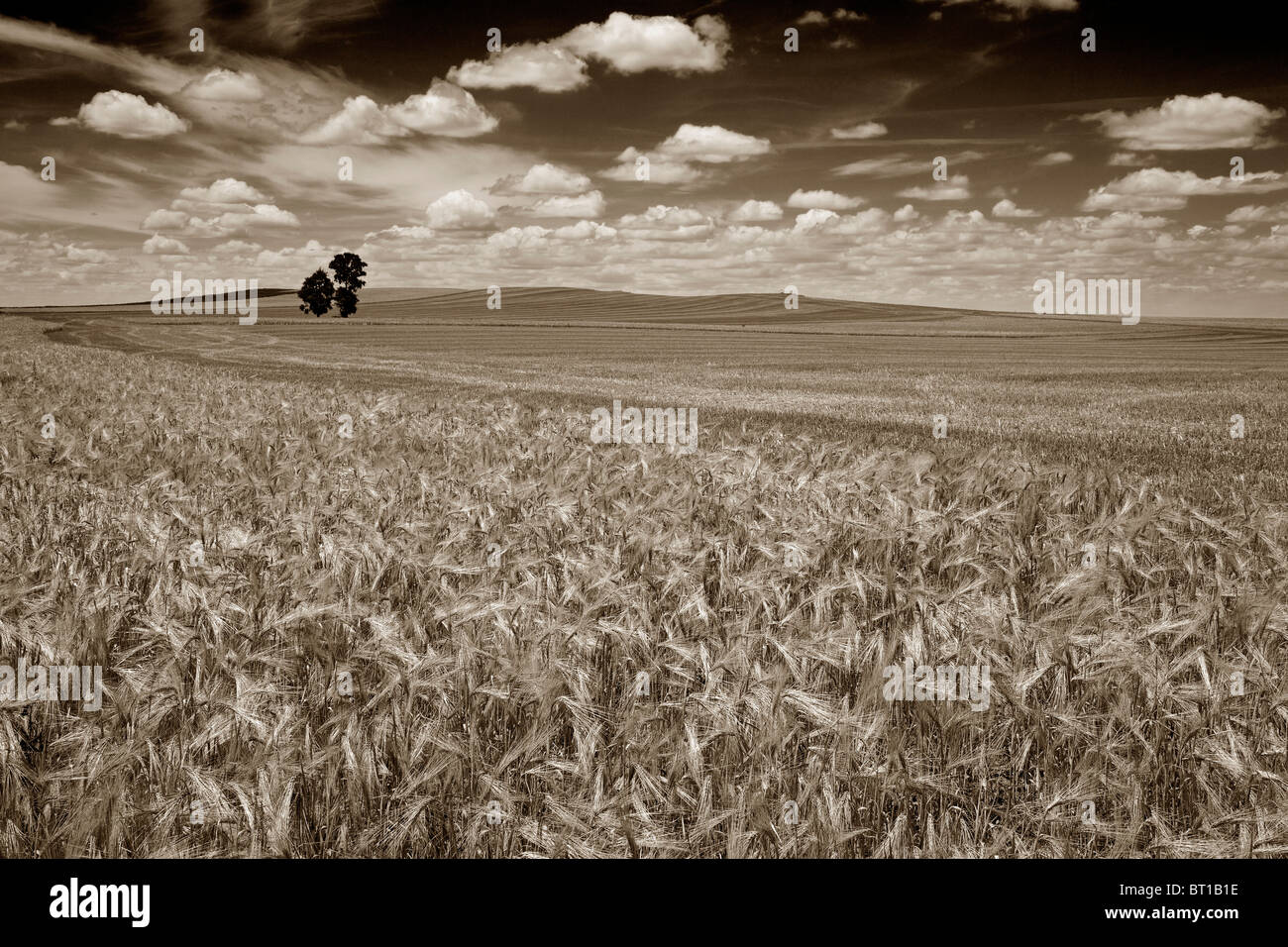 Cultivos cultivos trigo cereal hi-res stock photography and images - Alamy