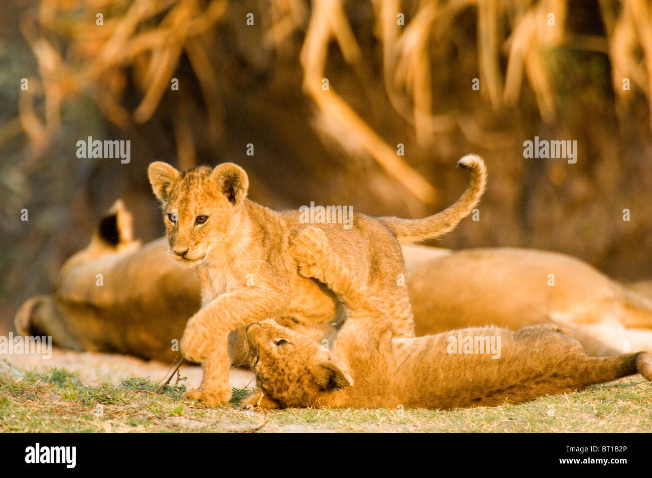 Lion cubs playing with mother in Katavi, Tanzania, Africa Stock Photo