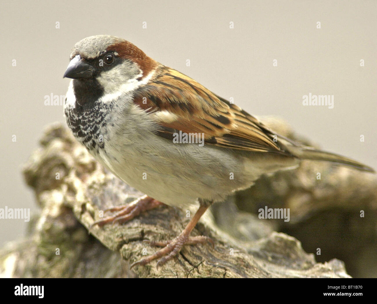 SPARROW House Sparrow (Passer domesticus) Well loved British bird now in serious decline. Stock Photo