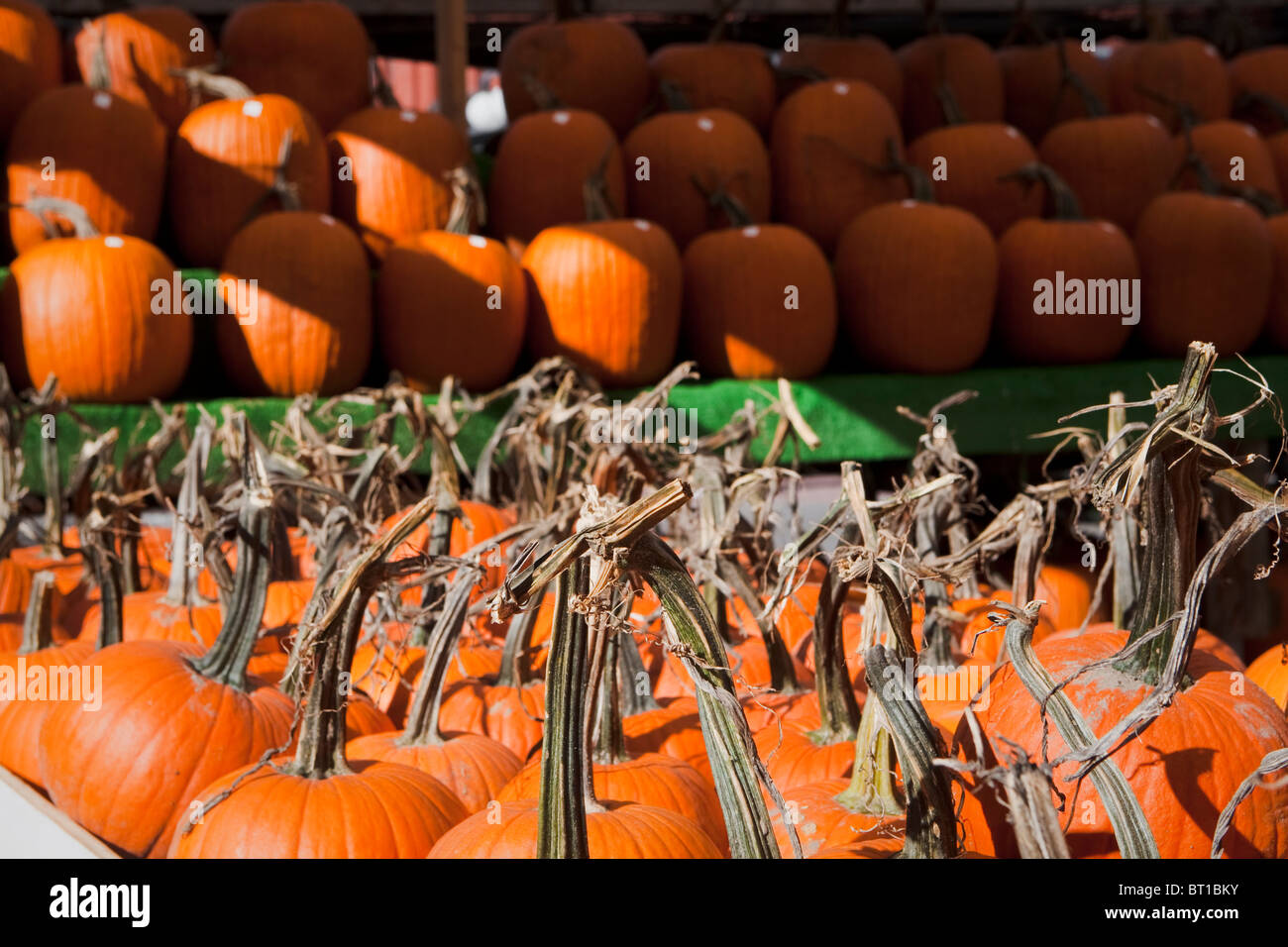 Pumpkins are seen on a stall In Ottawa ByWard market Stock Photo Alamy