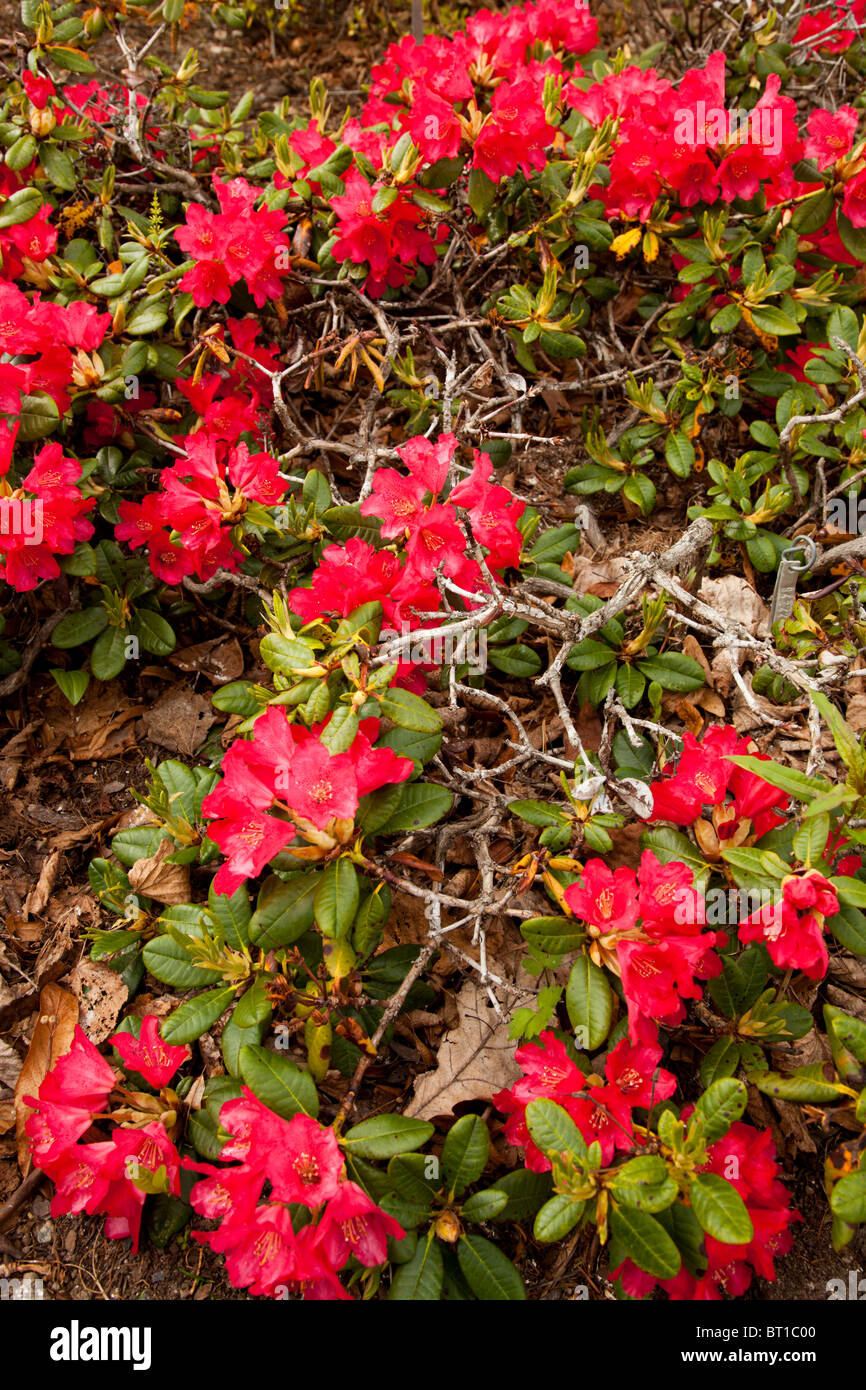Variant of rhododendron brachycarpum ( Rhododendron Elviira Elvira Stock  Photo - Alamy