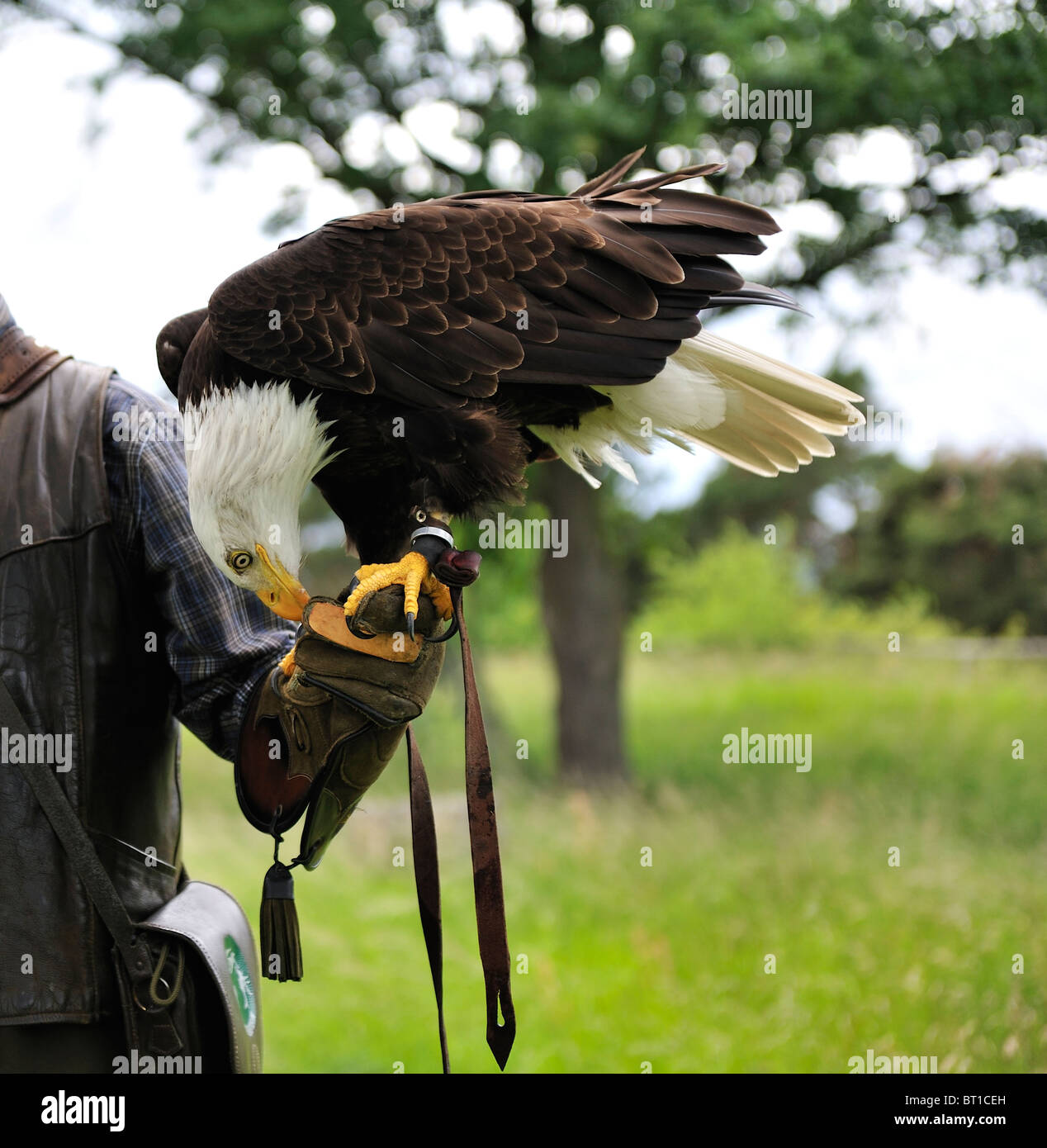 Bald eagle is eating meat on hand of a falconer,Falconry Harz,Burg Regenstein,Saxony Anhalt,Germany. Stock Photo