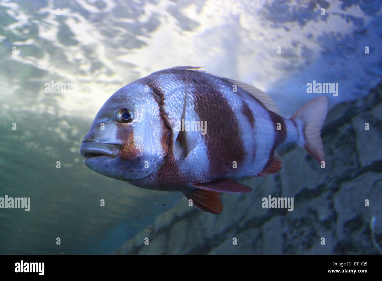 Red Banded Seabream / Pagrus Auriga Stock Photo