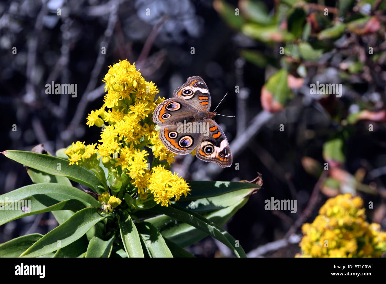 A Common Buckeye Butterfly, Junonia coenia, on Seaside Goldenrod, Solidago sempervirens. Lavalette, New Jersey, USA Stock Photo