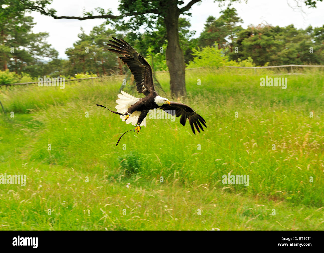 Bald eagle flying free over meadow, wings spread. Stock Photo