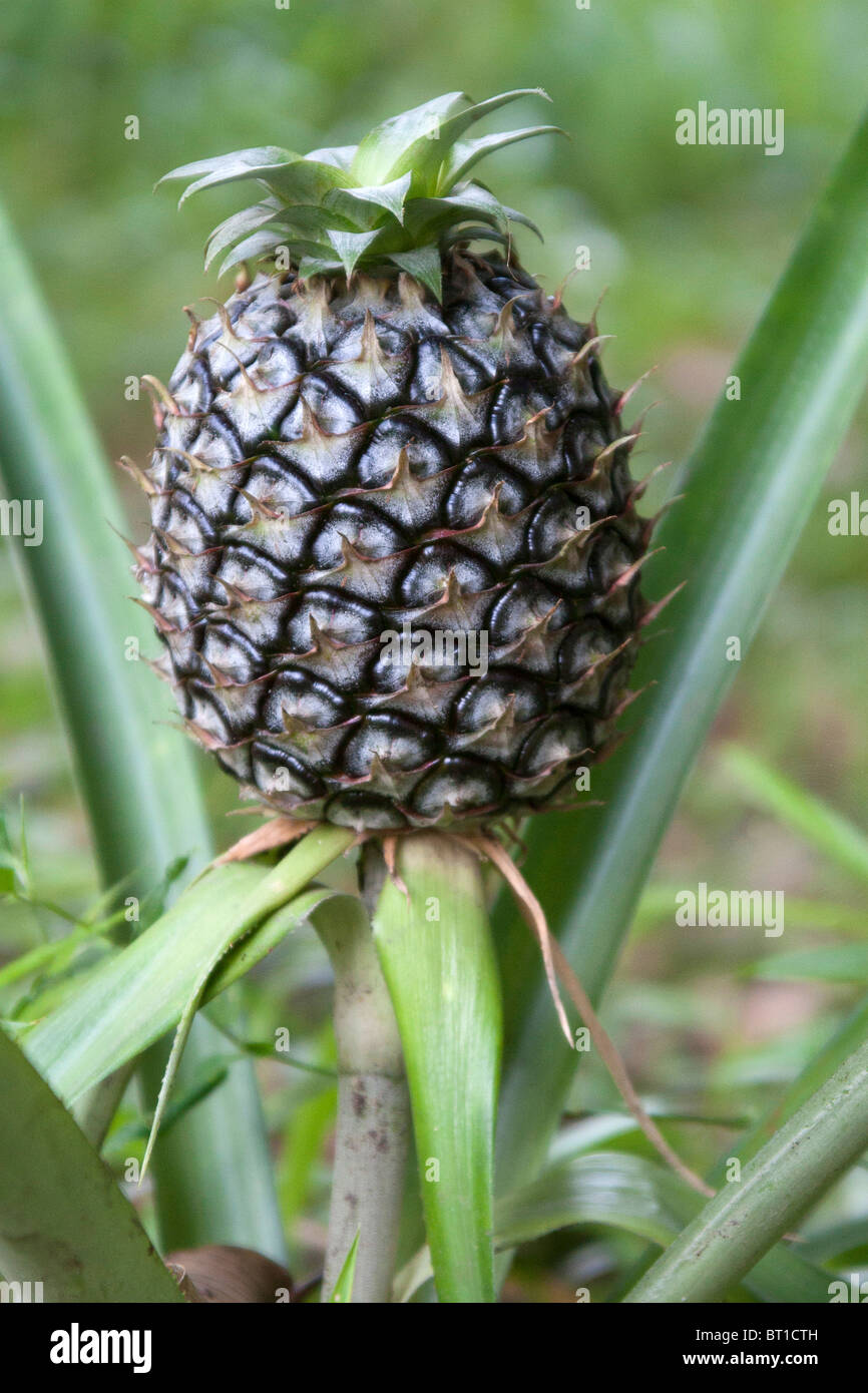 Pineapple Bush High Resolution Stock Photography and Images Alamy