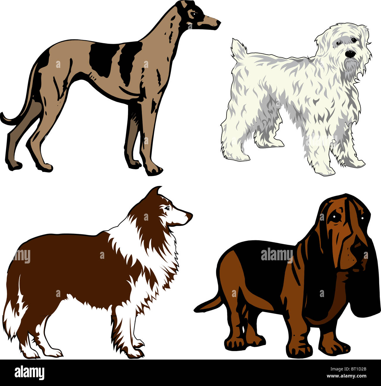 Vector Illustration of 4 different dogs. Dogs2 Stock Photo