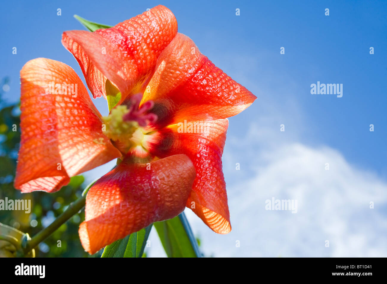 The Caribbean Mahoe Tree (Hibiscus elatus or Tilipariti elatum) in flower. Stock Photo