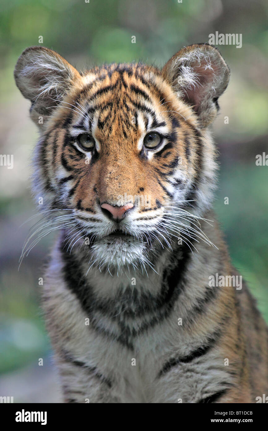 Bronx zoo tiger hi-res stock photography and images - Alamy