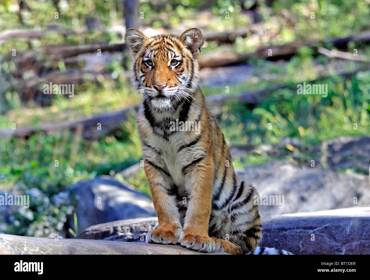 Bronx zoo tiger hi-res stock photography and images - Alamy