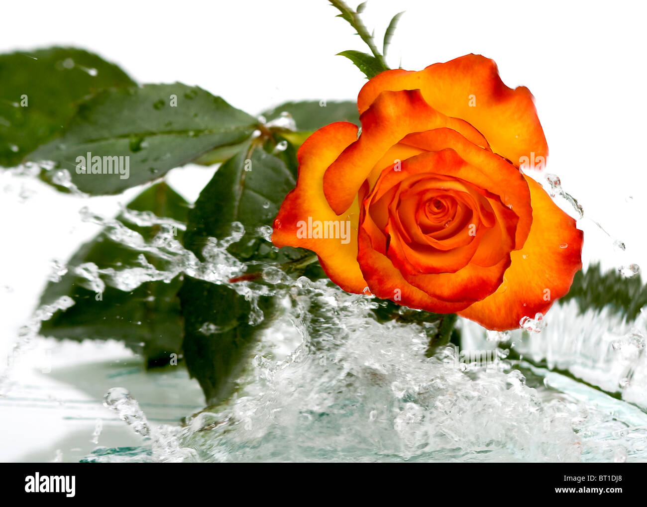 Rose in to fresh water on white background Stock Photo