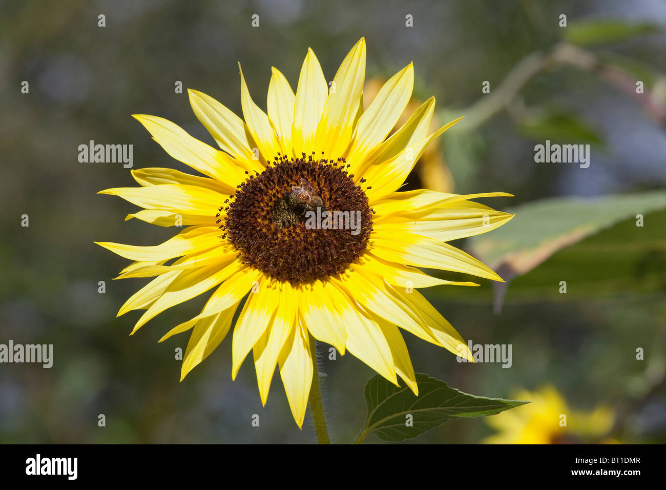 Sunflower with honey bee in center on farm in Willow Creek, California. Stock Photo
