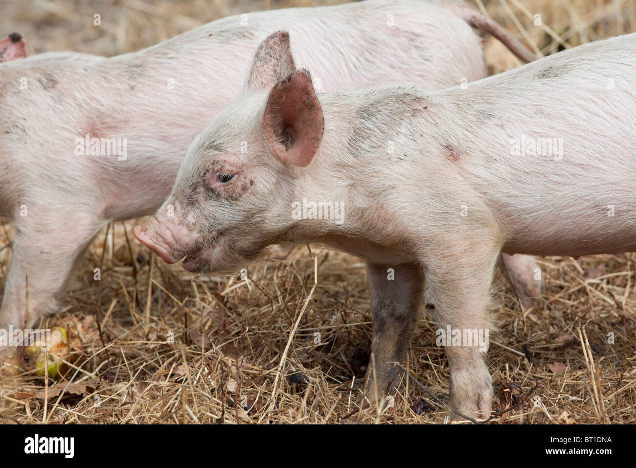 White piglets on a farm in Willow Creek, California. Stock Photo