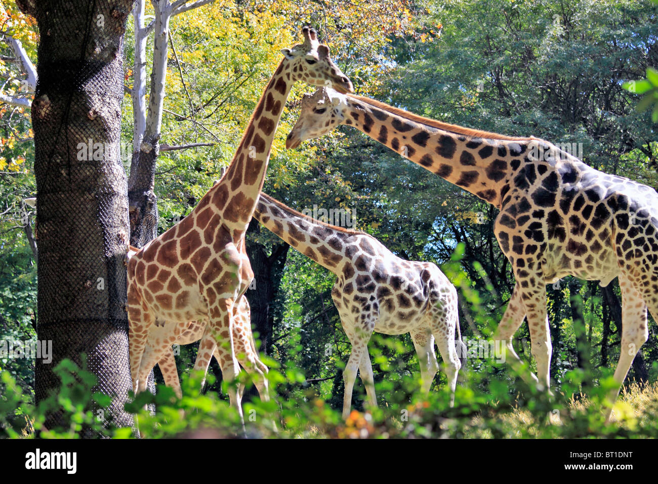 Giraffes, Bronx Zoo, New York City Stock Photo - Alamy