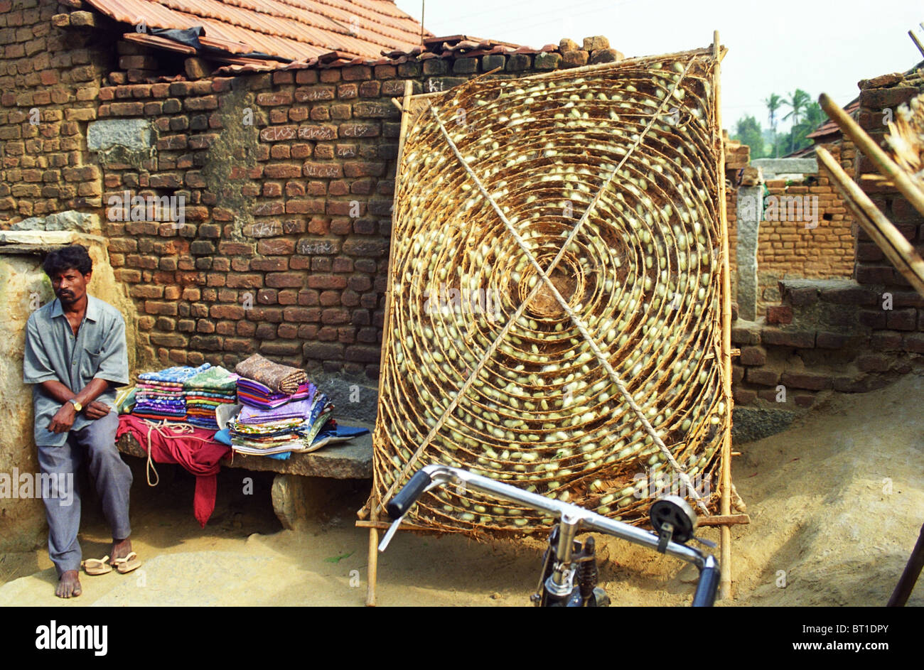 Silk worm cocoons in a small village in south India. Stock Photo