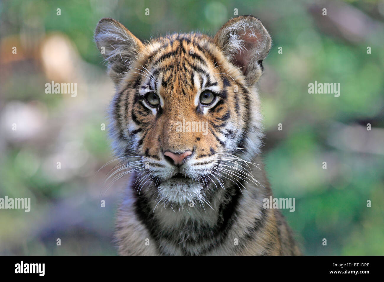 Bronx zoo tiger hi-res stock photography and images - Alamy