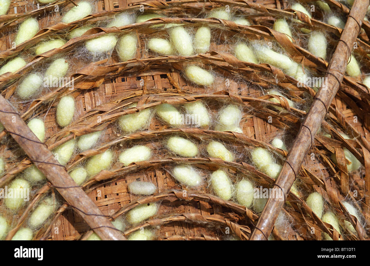 Silk worm cocoons in a small village in south India. Stock Photo