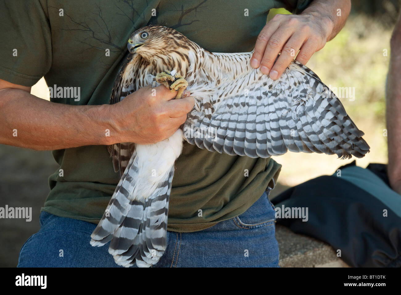 Volunteer at Hawk Hill near San Francisco displays a Cooper's Hawk with wing spread prior to releasing it back to the wild. Stock Photo