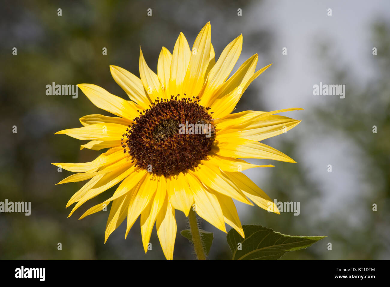 Sunflower with honey bee on farm in Willow Creek, California. Stock Photo