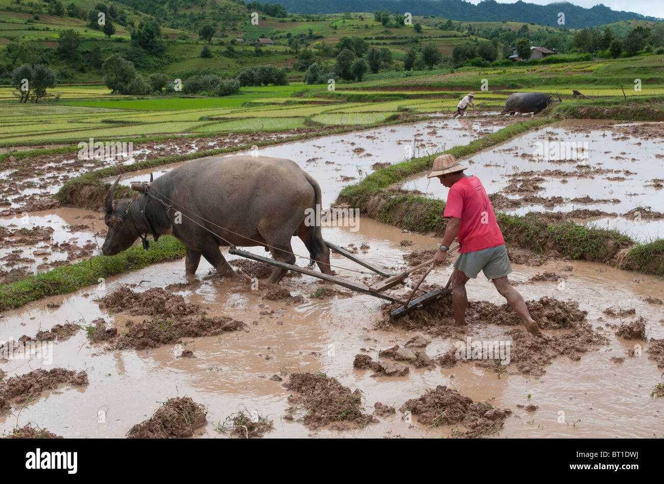 farmer plowing his flooded rice paddy with buffalo, Shan Hills. Myanmar Stock Photo