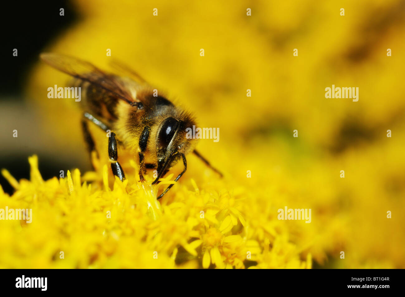 European Bee gathering honey on yellow flowers Stock Photo