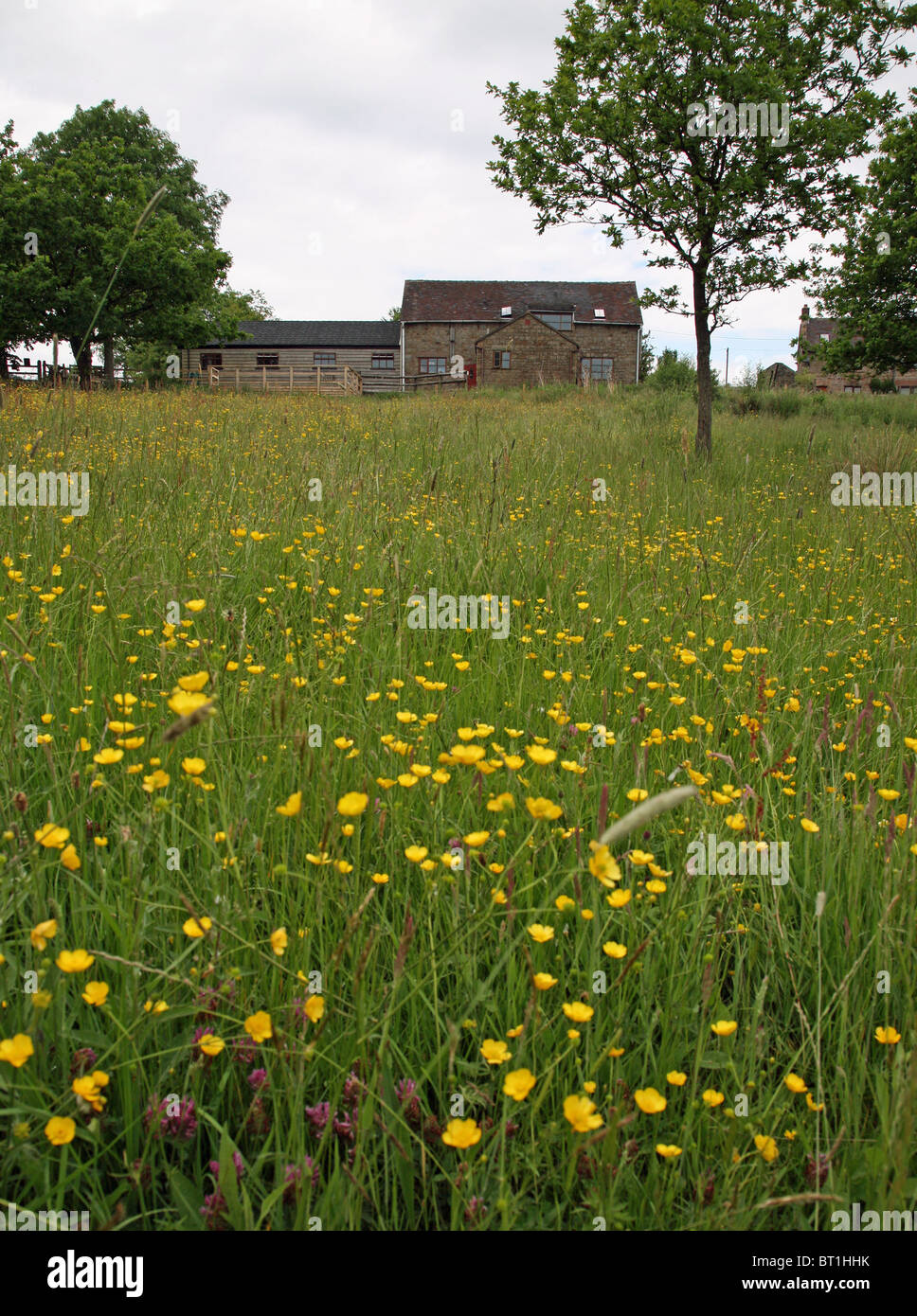 Coombes Valley visitor centre with a buttercup field  in the foreground Leek Staffordshire England UK United Kingdom GB Stock Photo