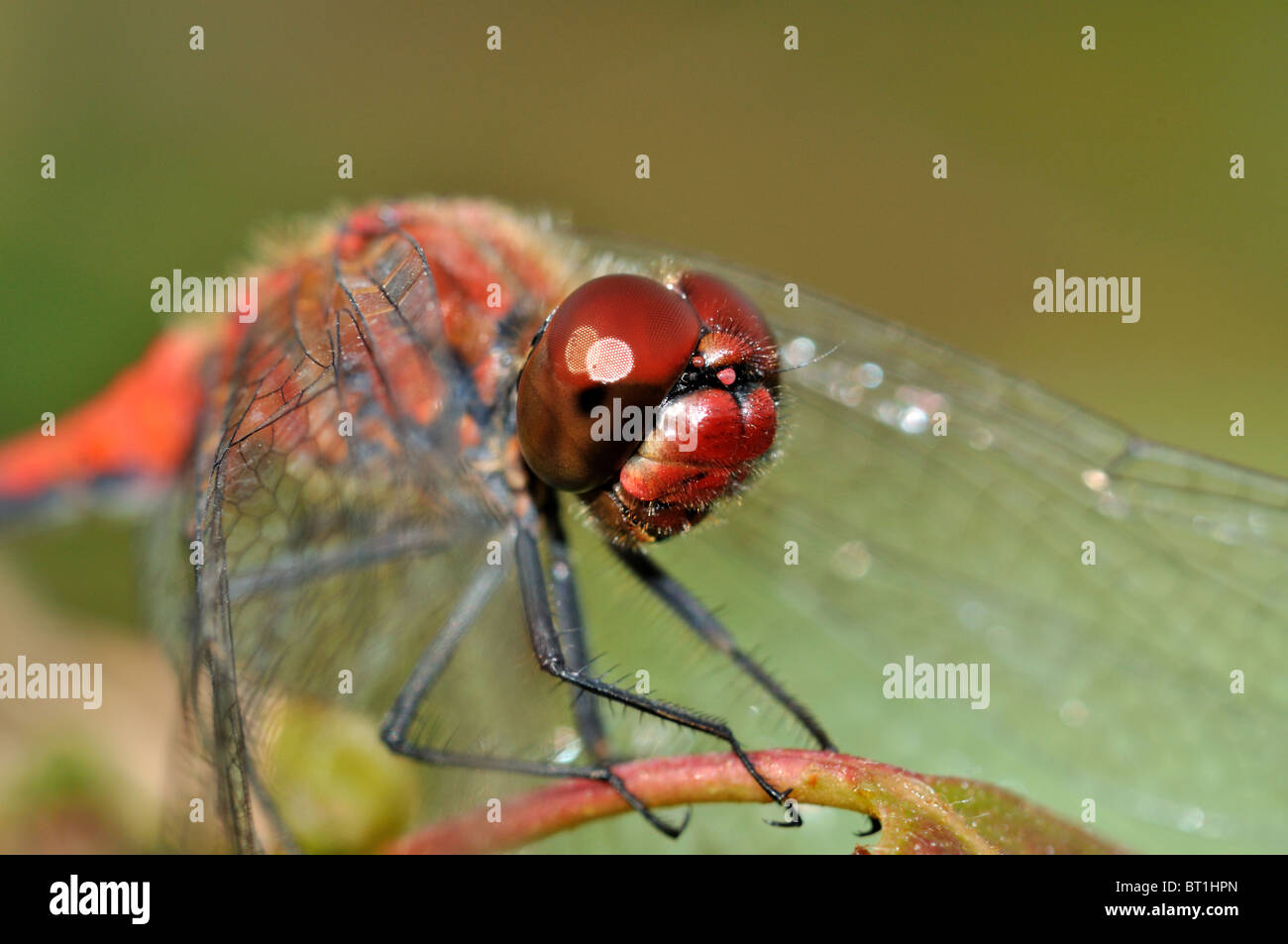 Big red face with red eyes of red dragonfly Stock Photo