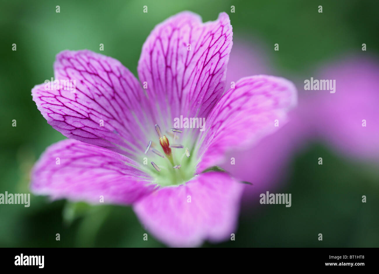 Close up of a pink/purple Wild Geranium flower (Geranium maculatum) Stock Photo
