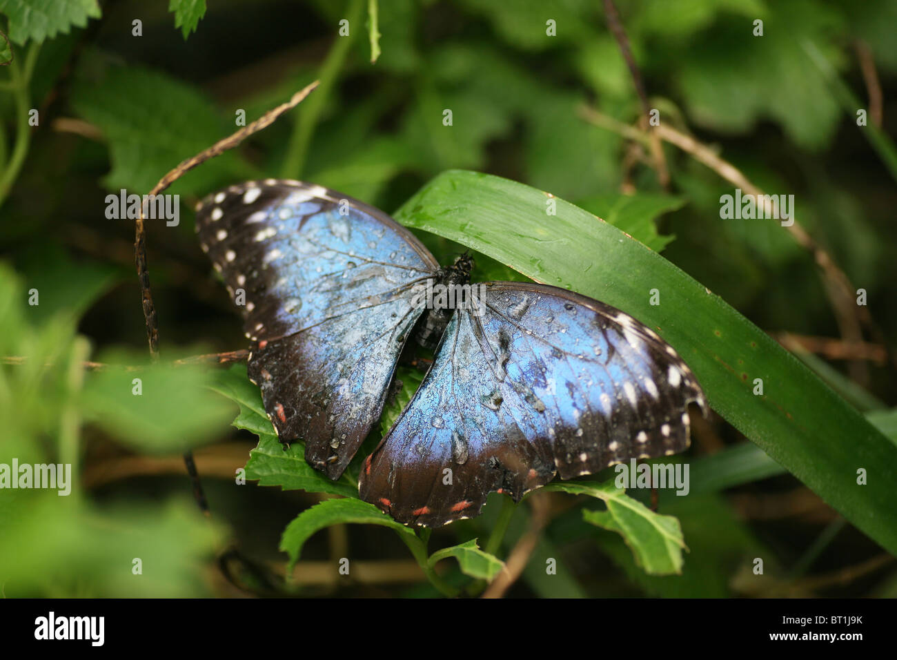 Blue Morpho (Morpho Peleides) Butterfly from South America with water droplets on it's wings Stock Photo
